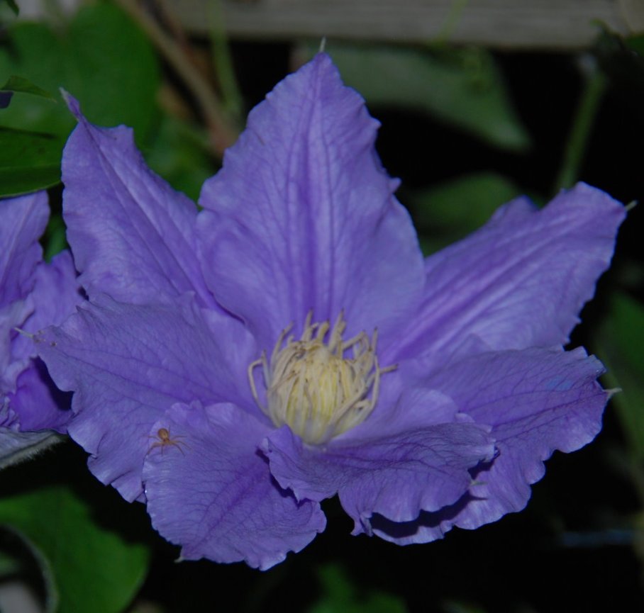 9 clematis at night