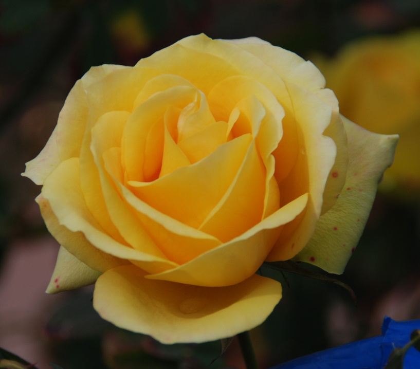 6 zoo 6 yellow rose