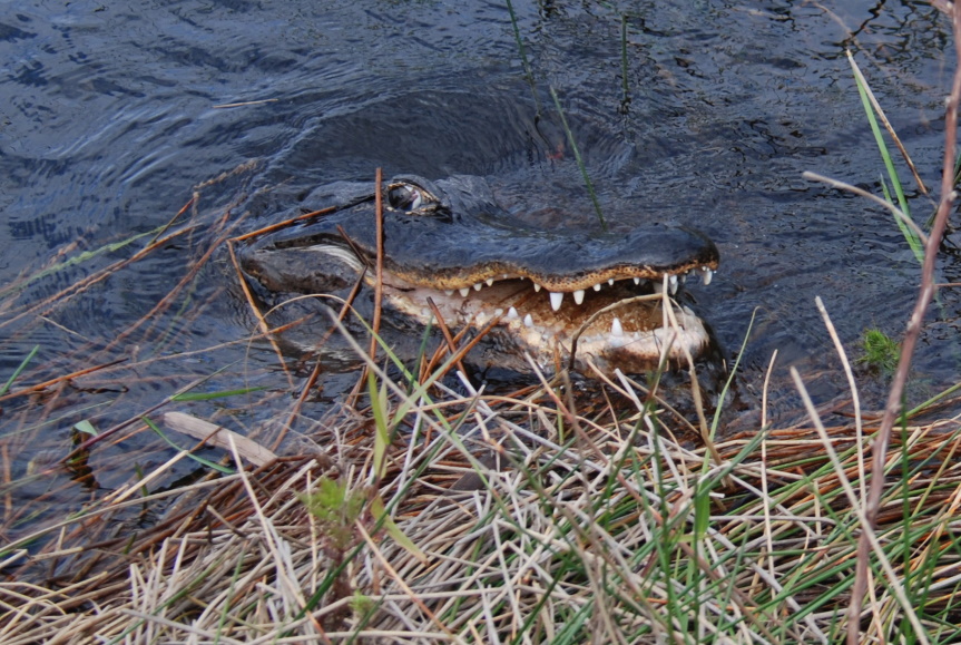 6 florida 4 airboat 2
