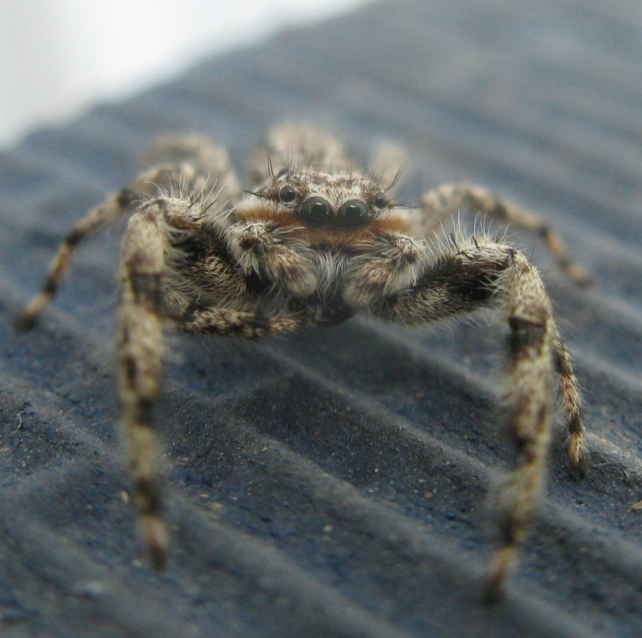 6 a spider on house 3