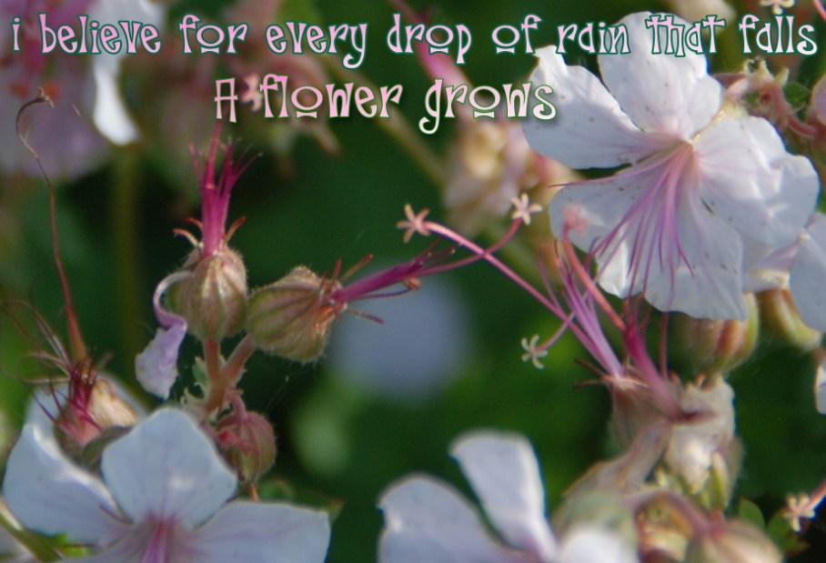 7 blossoms reaching e