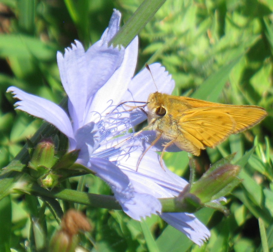 1 o chicory flower moth
