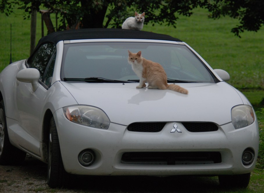 6-trevors-car-cats