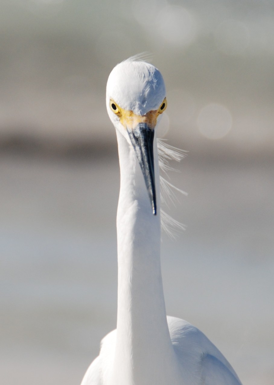 5-lido-beach-6-egret
