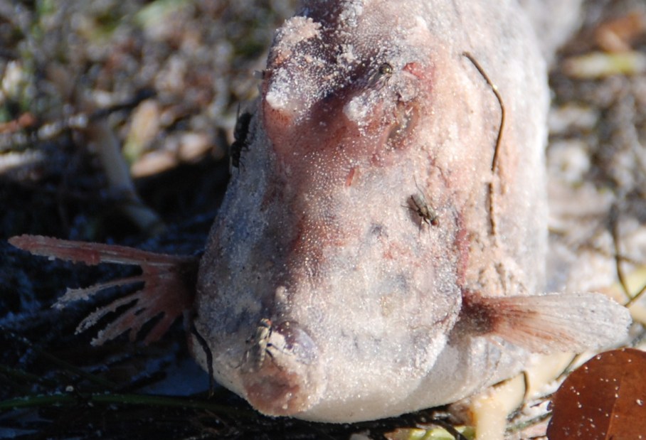 6-fish-puffer-lido-beach-2