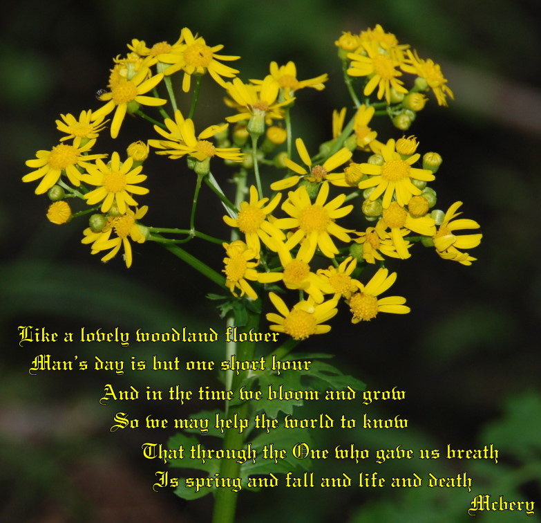 6 z yellow woods flowers ve