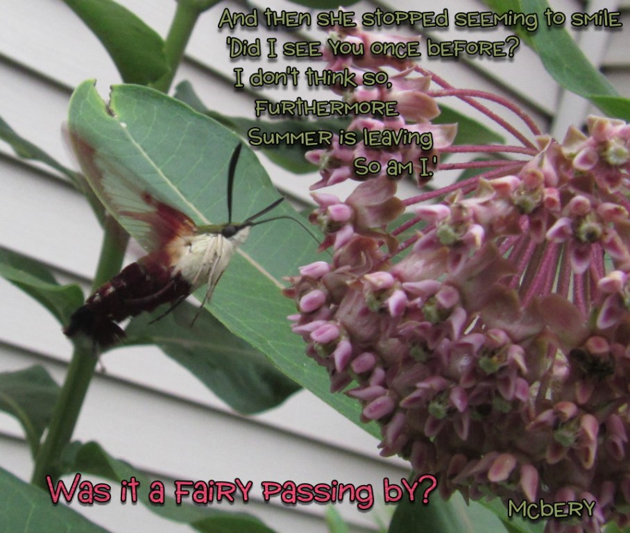 5 humming bird moth 4