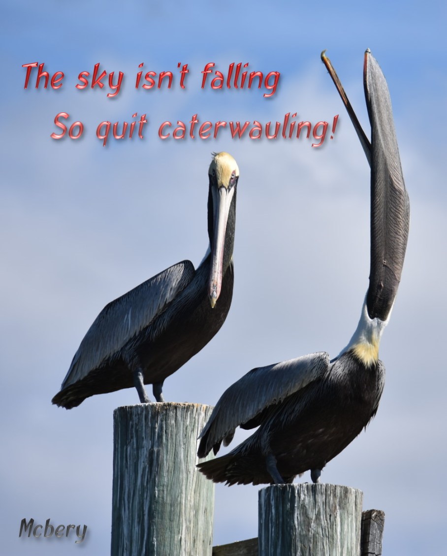 6 h funny pelicans 3 e