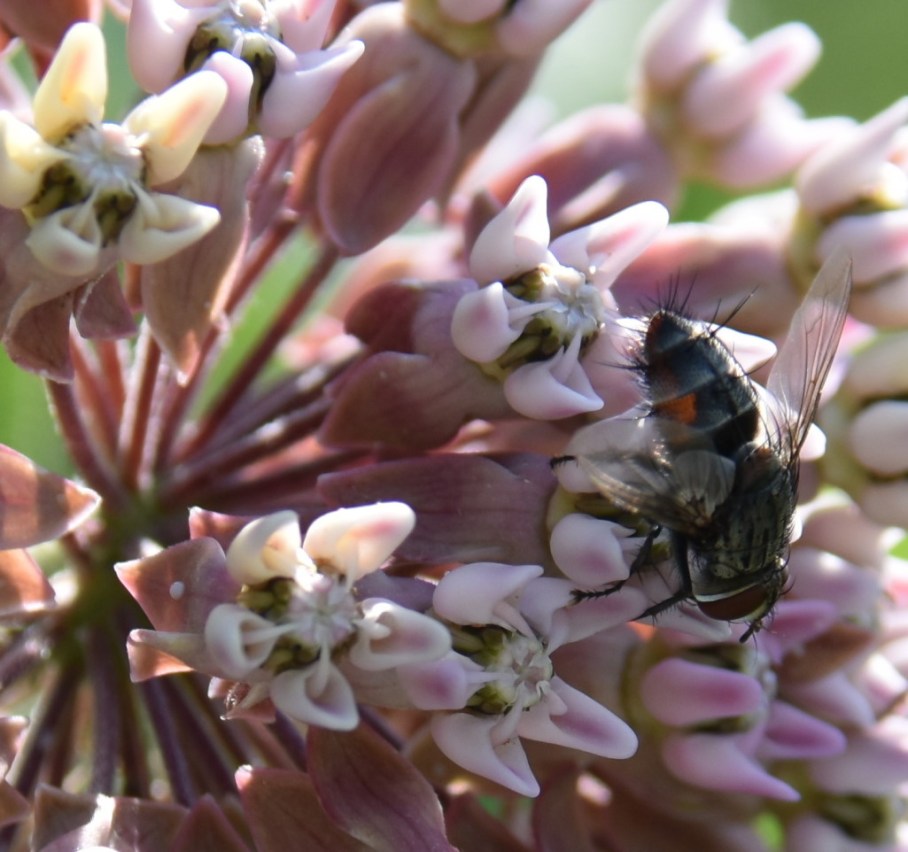1 ohio mounds milkweed hairy fly
