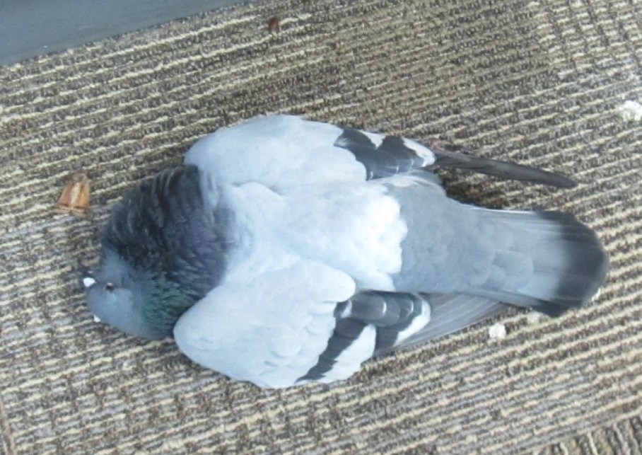 4 dead pigeon