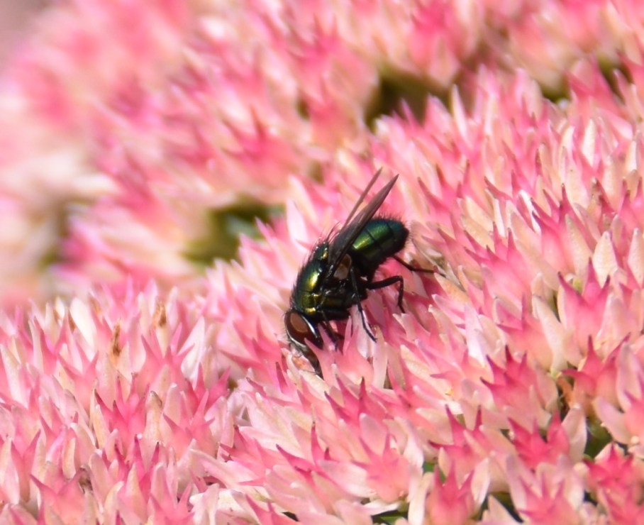 3 sedum butterflies 5 fly