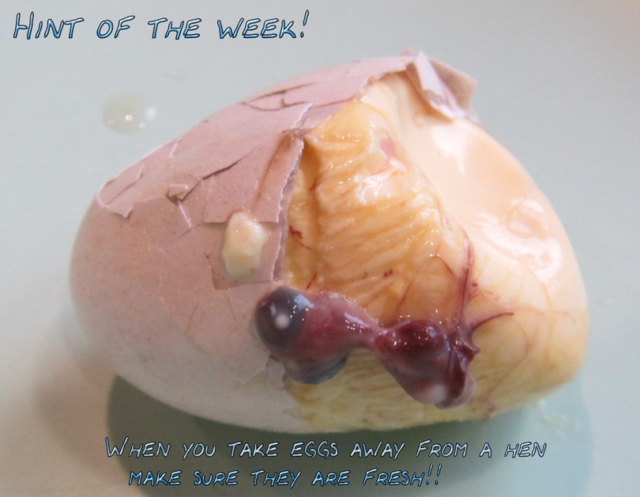 9 z gross boiled egg chick