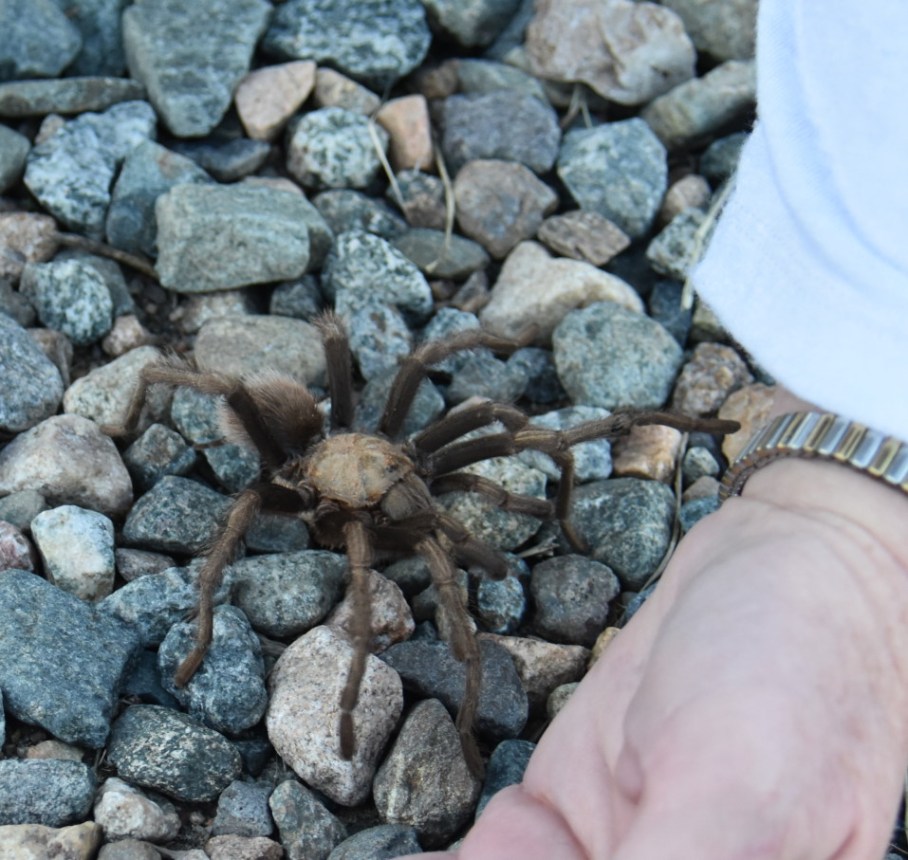 2 h tarantula on road 4