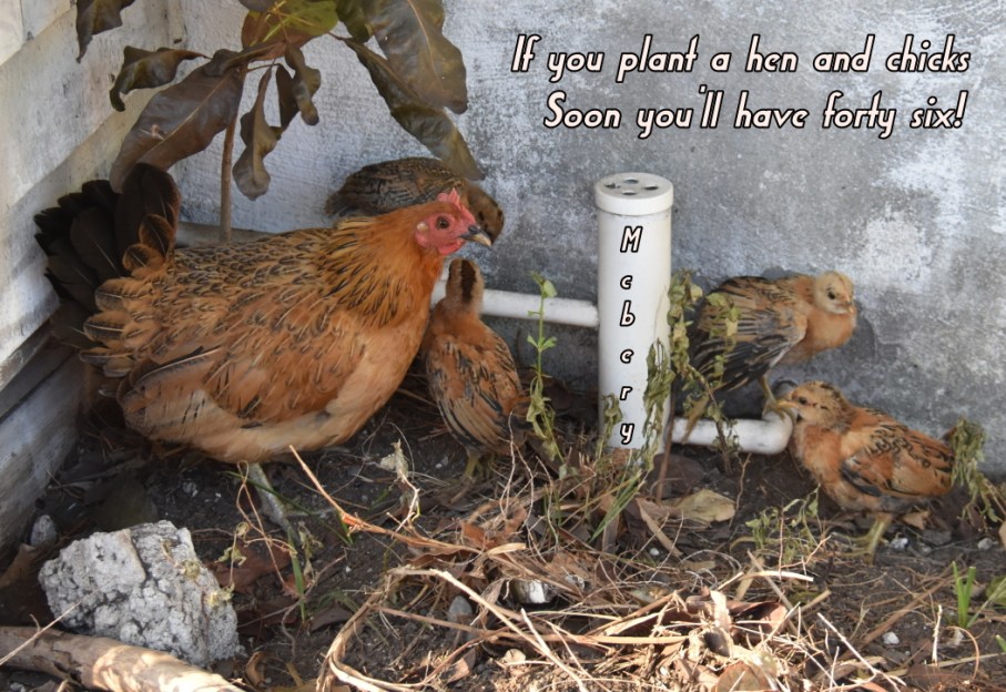 1 i key west hen & chicks