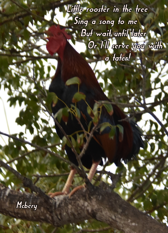 1 j key west rooster in tree