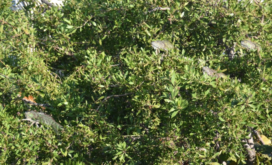 2 fla iguana tree 1 fort taylor