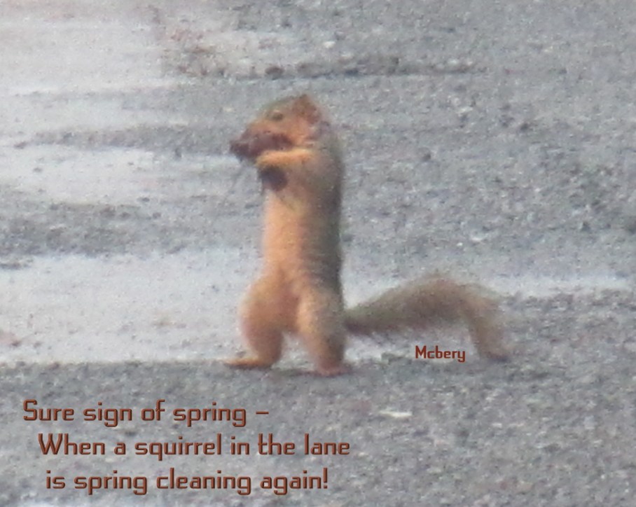 1 n squirrel spring cleaning e