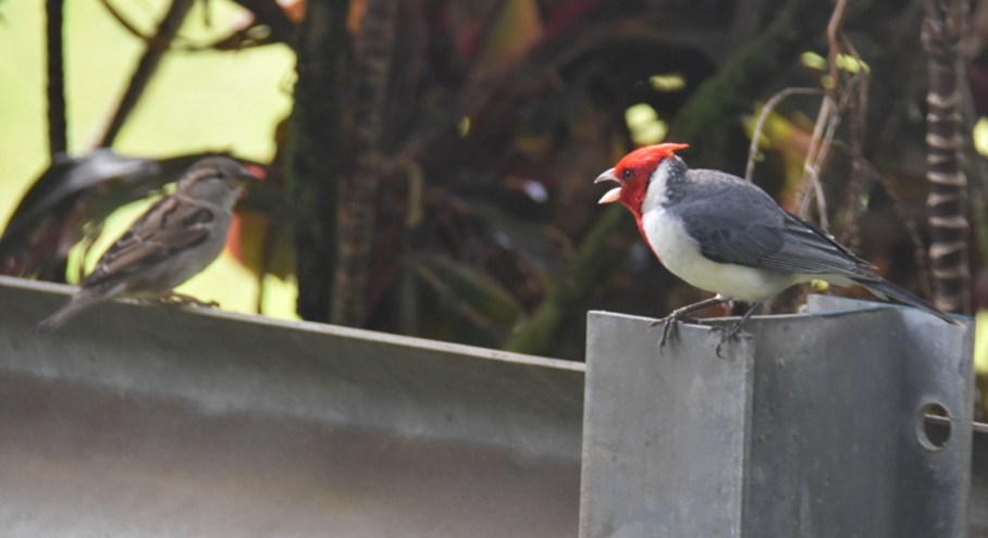 9 k road to hana 5 red headed cardinal