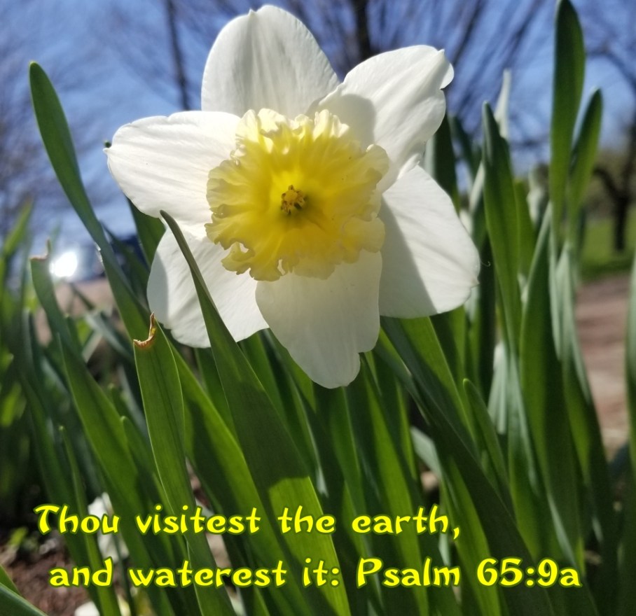 7 l daffodil blooms e