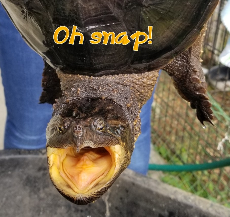 5 c snapping turtle 2 e