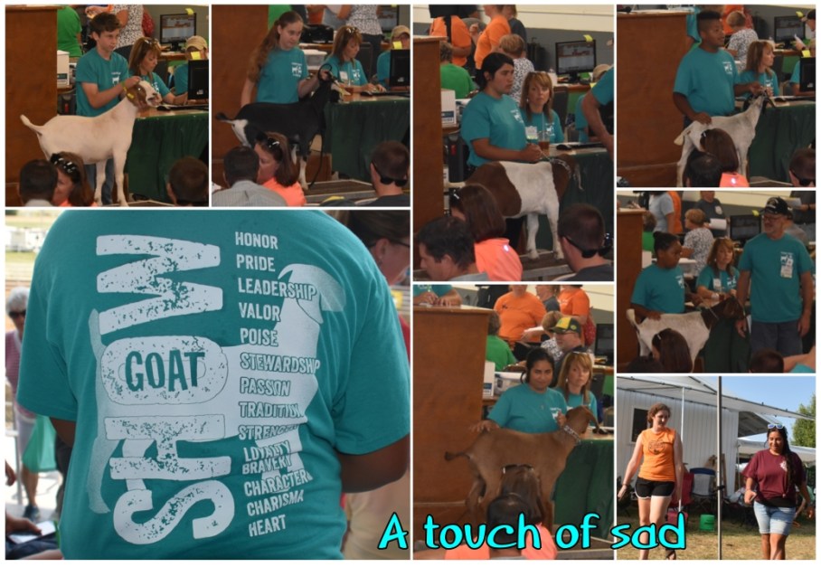 2 fair 2 collage goat sale day