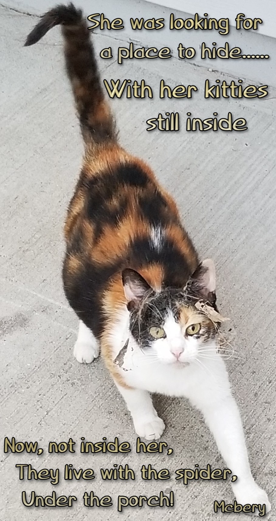 2 g cat spider webs e