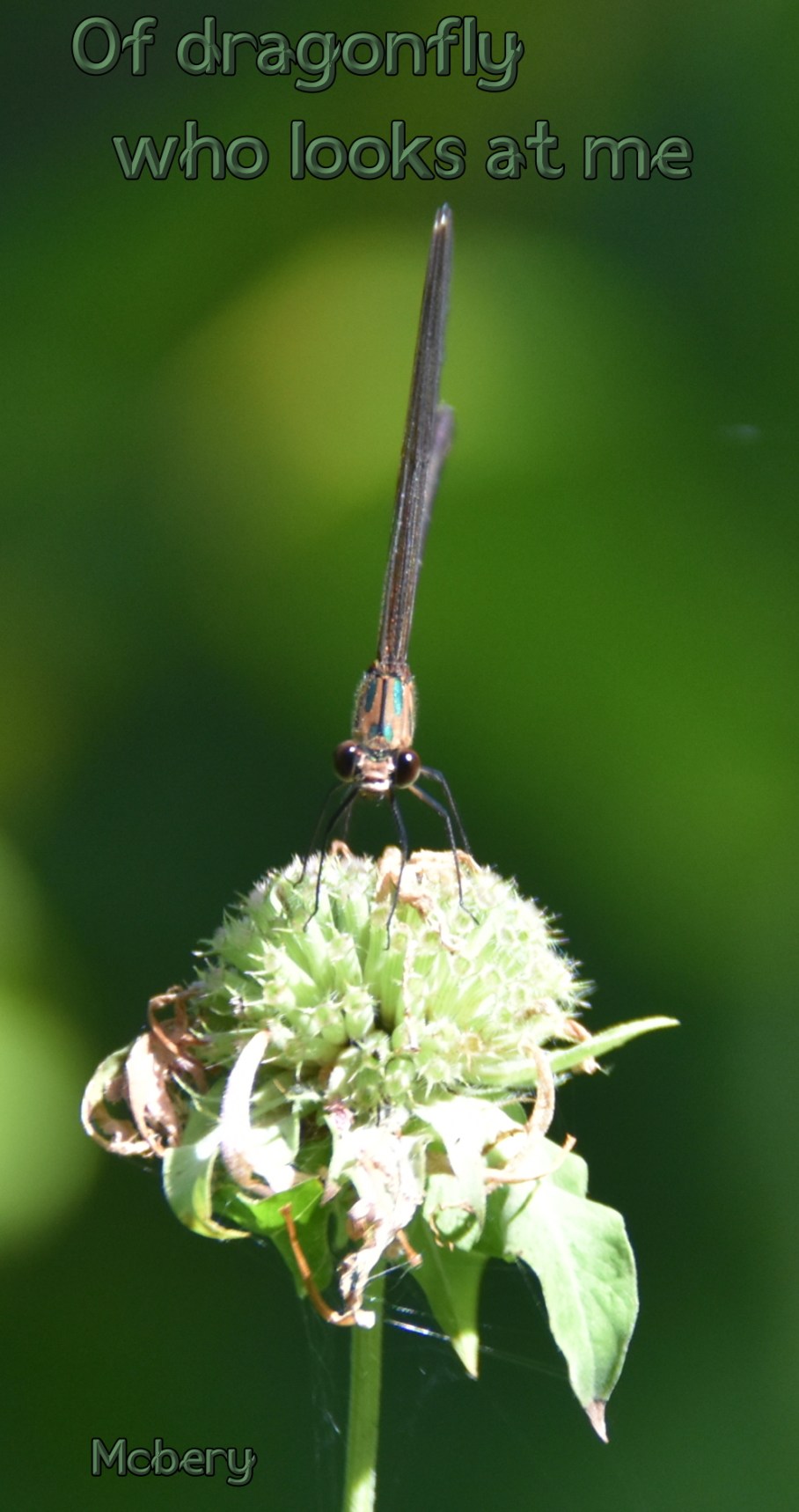 5 wellfield 1 dragonfly e