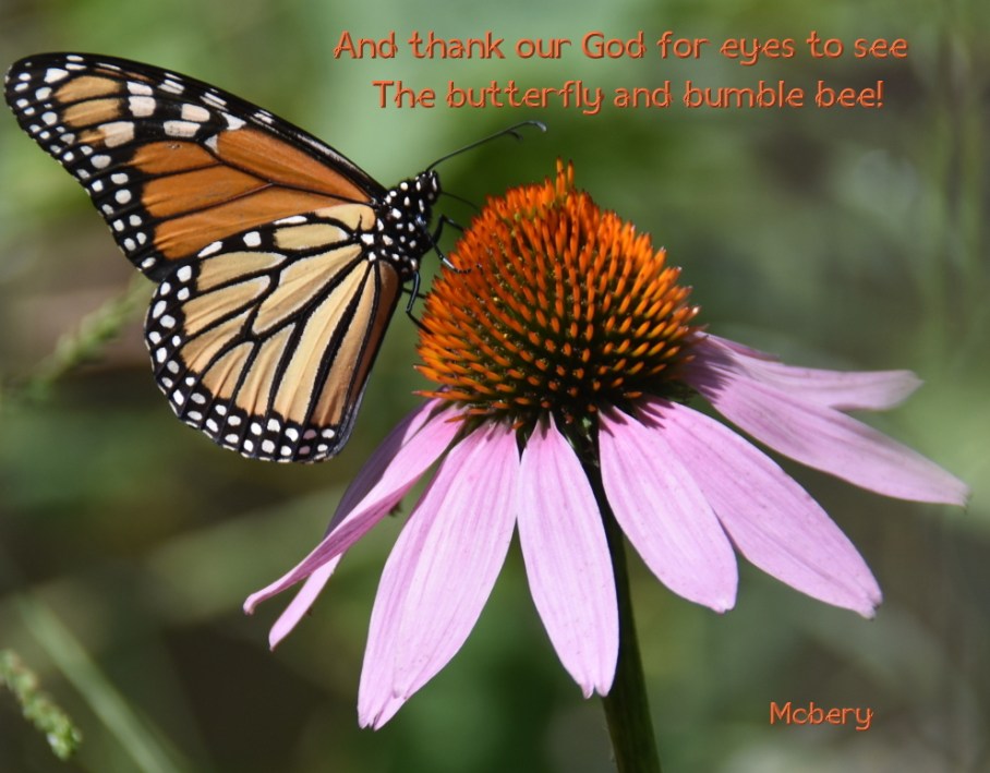 5 wellfield 2 butterfly e