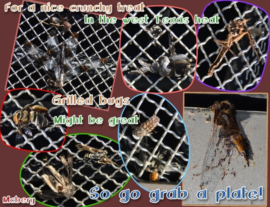 9 i grilled bugs bugs e.jpg